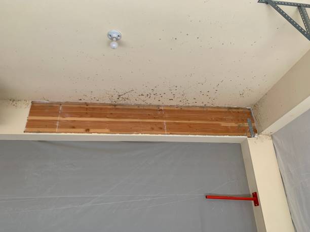 Asbestos and Lead Testing During Mold Inspection in Richland Hills, TX